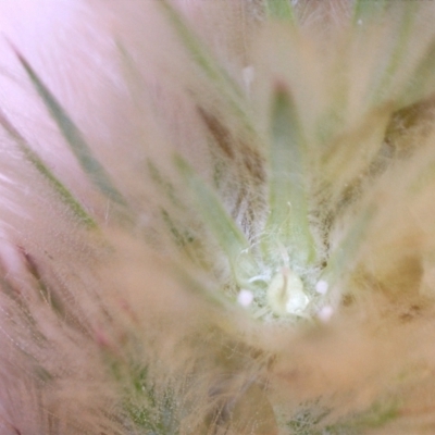 Ptilotus spathulatus (Pussytails, Cats Paws) at Nangus, NSW - 24 Sep 2018 by abread111