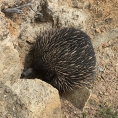 Tachyglossus aculeatus (Short-beaked Echidna) at Chapman, ACT - 5 Oct 2020 by Cpiiroinen