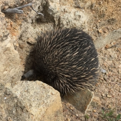 Tachyglossus aculeatus (Short-beaked Echidna) at Chapman, ACT - 5 Oct 2020 by Cpiiroinen