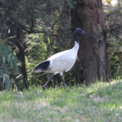 Threskiornis molucca (Australian White Ibis) at  - 21 Jan 2021 by PaulF