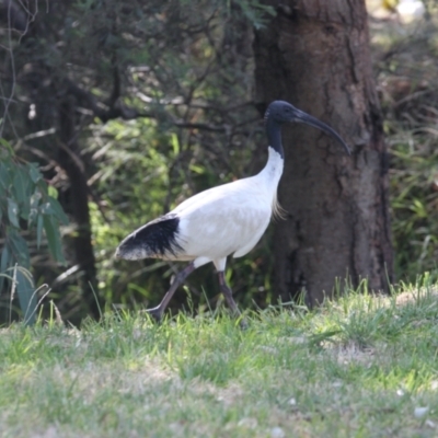 Threskiornis molucca (Australian White Ibis) at - 20 Jan 2021 by PaulF