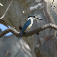 Todiramphus sanctus (Sacred Kingfisher) at East Albury, NSW - 21 Jan 2021 by PaulF