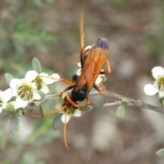 Cryptocheilus sp. (genus) (Spider wasp) at Molonglo Valley, ACT - 9 Jan 2019 by AndyRussell