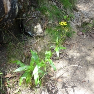 Senecio linearifolius at Paddys River, ACT - 22 Jan 2021