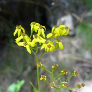 Senecio linearifolius at Paddys River, ACT - 22 Jan 2021