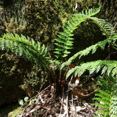 Polystichum proliferum (Mother Shield Fern) at Tidbinbilla Nature Reserve - 22 Jan 2021 by Mike