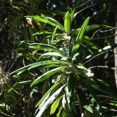 Bedfordia arborescens (Blanket Bush) at Paddys River, ACT - 22 Jan 2021 by Mike