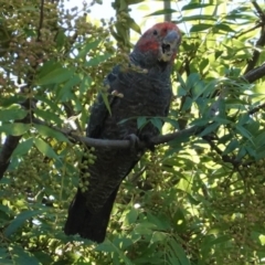 Callocephalon fimbriatum at Hughes, ACT - suppressed