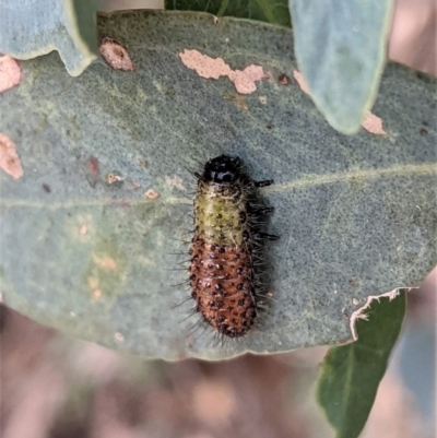 Paropsisterna beata (Blessed Leaf Beetle) at Deakin, ACT - 24 Jan 2021 by JackyF