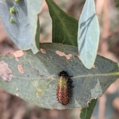 Paropsisterna beata at Deakin, ACT - 24 Jan 2021