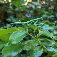 Pseudomantis albofimbriata (False garden mantis) at Hughes, ACT - 23 Jan 2021 by JackyF