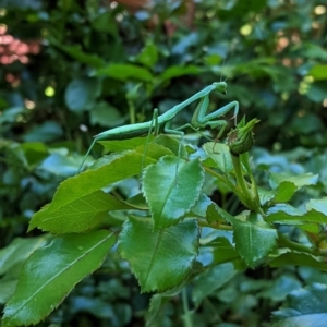 Pseudomantis albofimbriata at Hughes, ACT - 23 Jan 2021