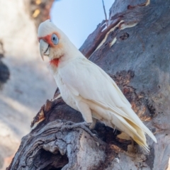 Cacatua tenuirostris (Long-billed Corella) at Garran, ACT - 23 Jan 2021 by rileydm