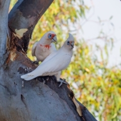 Cacatua tenuirostris at Garran, ACT - 24 Jan 2021