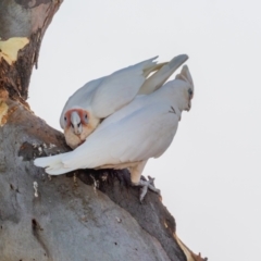 Cacatua tenuirostris at Garran, ACT - 24 Jan 2021 08:31 AM