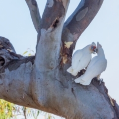 Cacatua tenuirostris at Garran, ACT - 24 Jan 2021