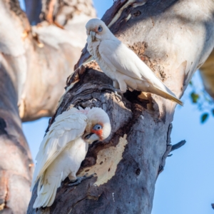 Cacatua tenuirostris at Garran, ACT - 24 Jan 2021