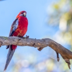 Platycercus elegans x eximius (hybrid) (Crimson x Eastern Rosella (hybrid)) at Garran, ACT - 23 Jan 2021 by rileydm