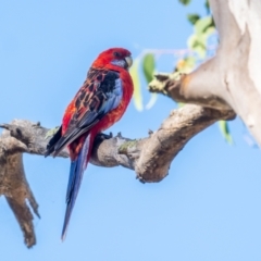 Platycercus elegans x eximius (hybrid) at Garran, ACT - 24 Jan 2021 09:29 AM