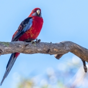 Platycercus elegans x eximius (hybrid) at Garran, ACT - 24 Jan 2021 09:29 AM