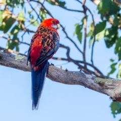 Platycercus elegans x eximius (hybrid) at Garran, ACT - 24 Jan 2021 09:29 AM