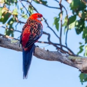 Platycercus elegans x eximius (hybrid) at Garran, ACT - 24 Jan 2021 09:29 AM