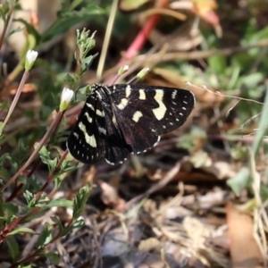 Phalaenoides tristifica at Paddys River, ACT - 24 Jan 2021 10:53 AM