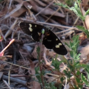 Phalaenoides tristifica at Paddys River, ACT - 24 Jan 2021 10:53 AM