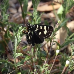 Phalaenoides tristifica at Paddys River, ACT - 24 Jan 2021 10:53 AM