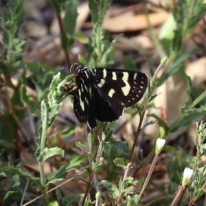 Phalaenoides tristifica at Paddys River, ACT - 24 Jan 2021 10:53 AM