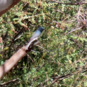 Myiagra rubecula at Paddys River, ACT - 24 Jan 2021