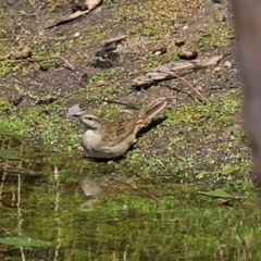 Cincloramphus mathewsi (Rufous Songlark) at Paddys River, ACT - 24 Jan 2021 by RodDeb