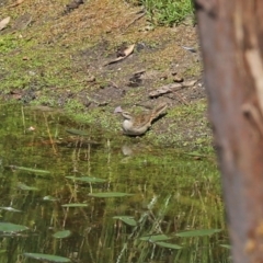 Cincloramphus mathewsi at Paddys River, ACT - 24 Jan 2021 11:15 AM