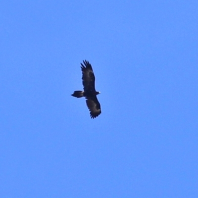 Aquila audax (Wedge-tailed Eagle) at Paddys River, ACT - 24 Jan 2021 by RodDeb