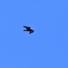 Aquila audax at Paddys River, ACT - 24 Jan 2021