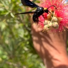 Scolia (Discolia) verticalis at Murrumbateman, NSW - 24 Jan 2021 12:02 PM