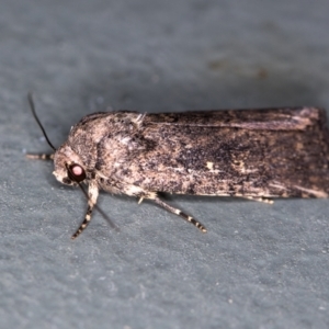 Proteuxoa provisional species 1 at Melba, ACT - 1 Jan 2021