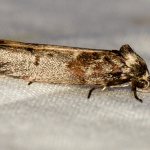 Oenochroa dinosema at Melba, ACT - 1 Jan 2021 11:47 PM