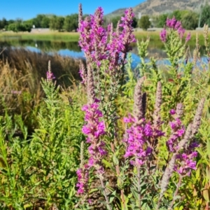 Lythrum salicaria at Mawson, ACT - 17 Jan 2021