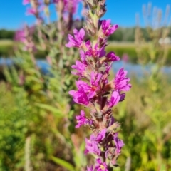 Lythrum salicaria at Mawson, ACT - 17 Jan 2021 09:44 AM