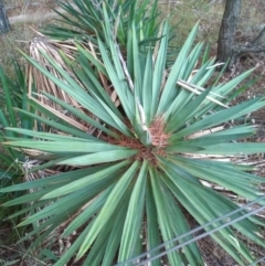 Yucca sp. at Chisholm, ACT - 11 Jan 2021 by MichaelBedingfield