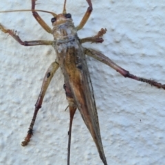 Gryllacrididae sp. (family) (Wood, Raspy or Leaf Rolling Cricket) at Casey, ACT - 23 Jan 2021 by Jiggy