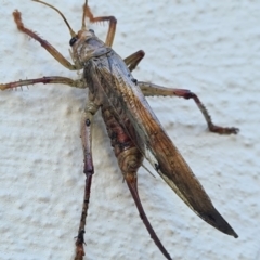 Gryllacrididae (family) at Casey, ACT - 23 Jan 2021 06:47 PM