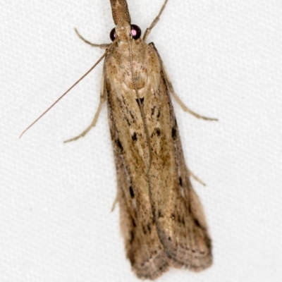 Faveria tritalis (Couchgrass Webworm) at Melba, ACT - 2 Jan 2021 by Bron