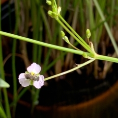 Lipotriches (Austronomia) phanerura (Halictid Bee) at Lyons, ACT - 24 Jan 2021 by zebras