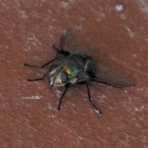 Rutilia sp. (genus) at Aranda, ACT - 24 Jan 2021