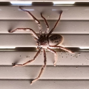 Sparassidae (family) at Aranda, ACT - 21 Jan 2021