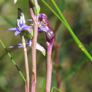 Lobelia gibbosa at Paddys River, ACT - 24 Jan 2021 08:02 AM