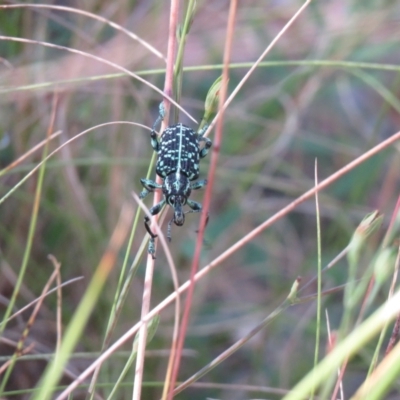 Chrysolopus spectabilis (Botany Bay Weevil) at Paddys River, ACT - 24 Jan 2021 by SandraH