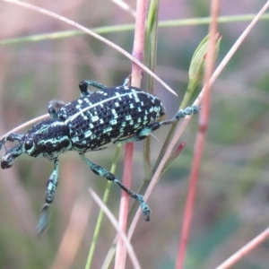 Chrysolopus spectabilis at Paddys River, ACT - 24 Jan 2021 08:47 AM